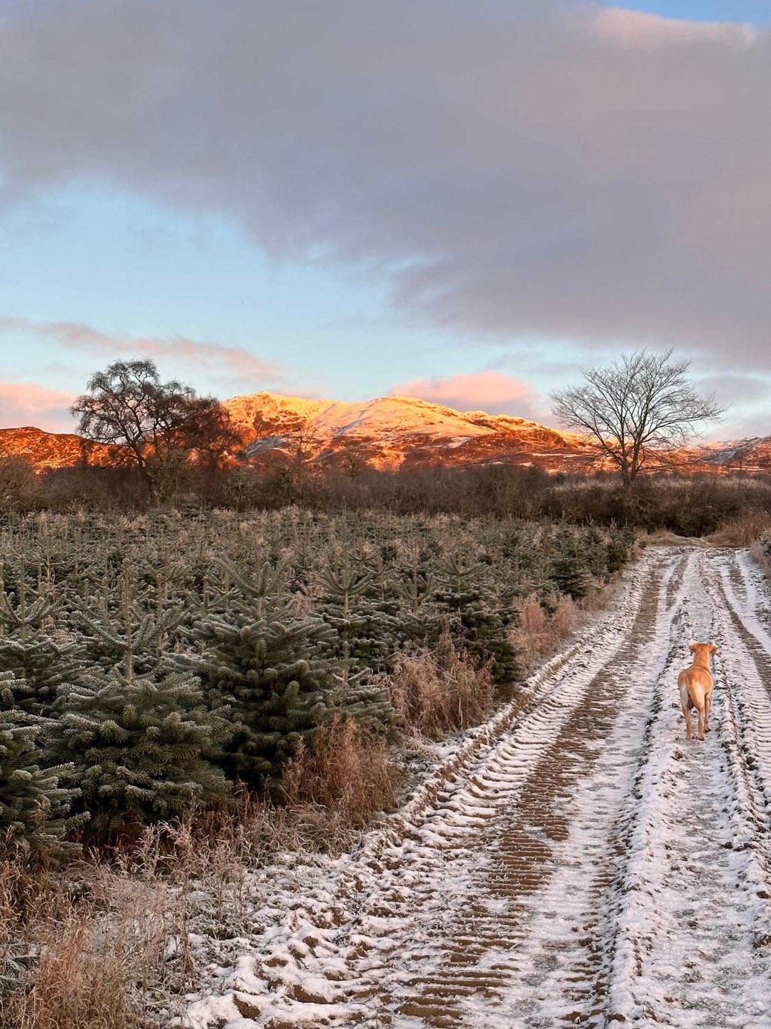 Kinnaird Woodland Lodges ピトロクリー エクステリア 写真