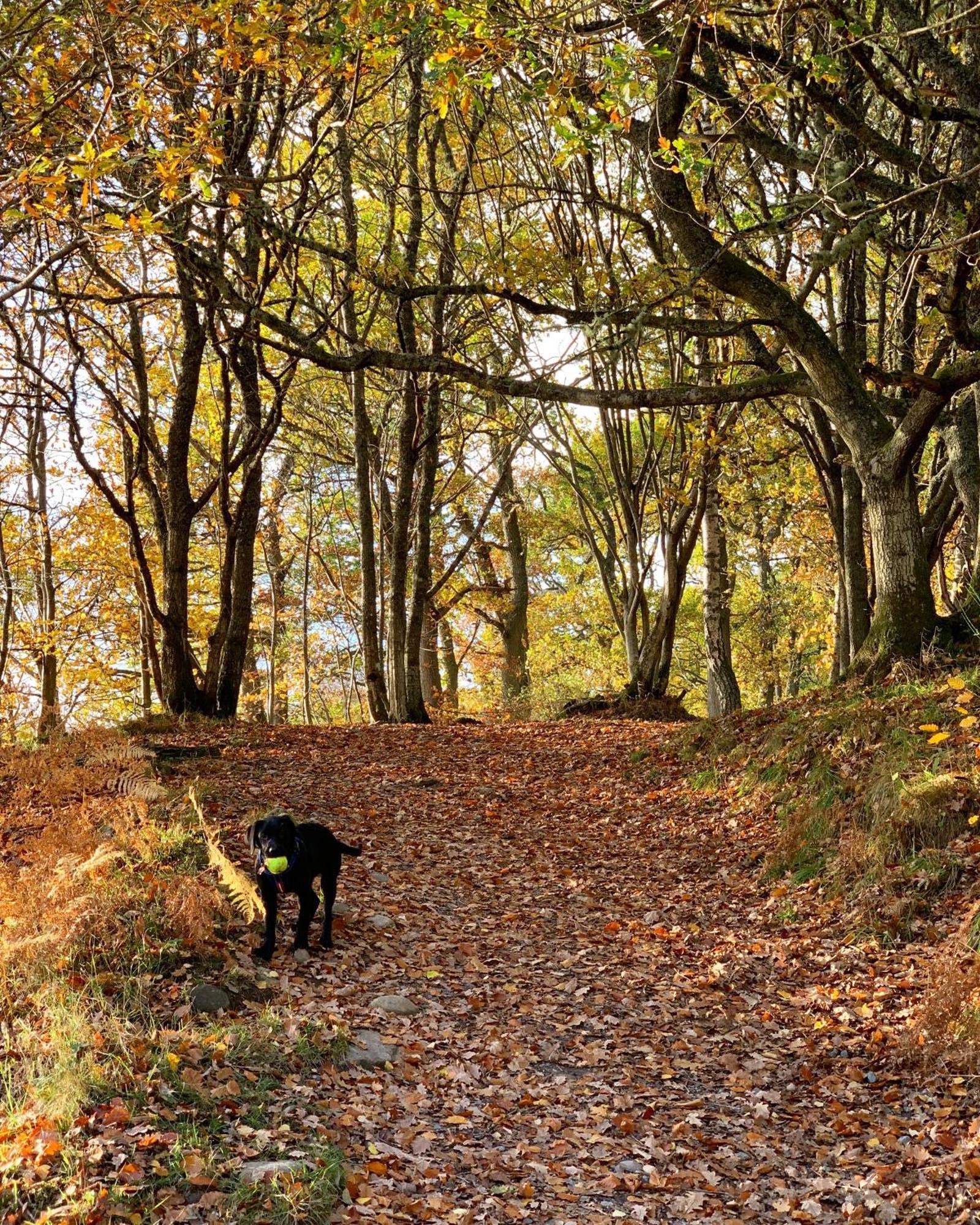 Kinnaird Woodland Lodges ピトロクリー エクステリア 写真